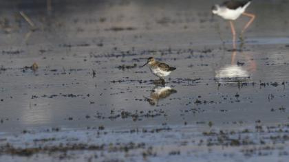 Karakarınlı kumkuşu