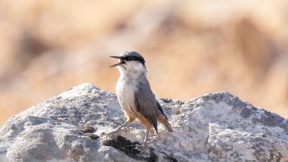 Büyük kaya sıvacısı