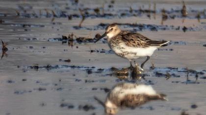 Karakarınlı kumkuşu