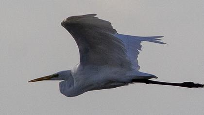 Büyük ak balıkçıl