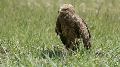 Küçük orman kartalı