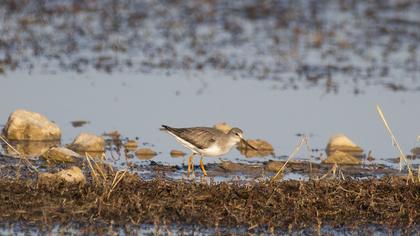 Terek Sandpiper
