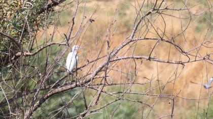 Küçük ak balıkçıl