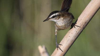 Bıyıklı kamışçın