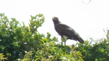 Büyük orman kartalı