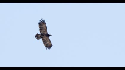 Küçük orman kartalı