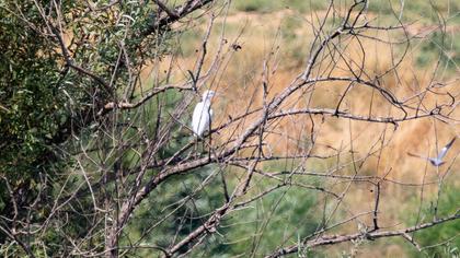 Büyük ak balıkçıl
