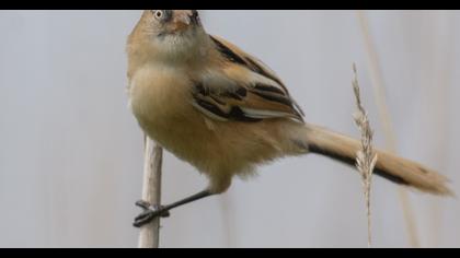 Bıyıklı baştankara