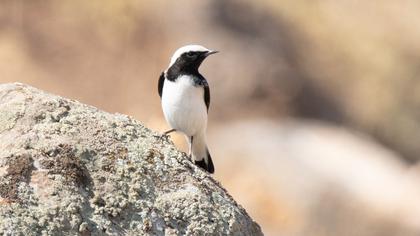 Aksırtlı kuyrukkakan