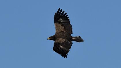 Küçük orman kartalı