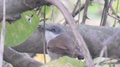 Küçük akgerdanlı ötleğen