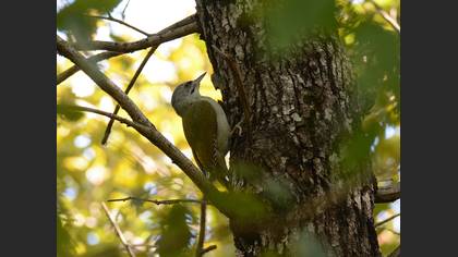 Grey-headed Woodpecker