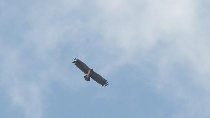 Büyük orman kartalı