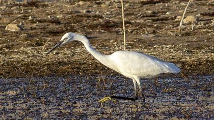 Küçük ak balıkçıl
