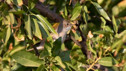 Akgerdanlı ötleğen