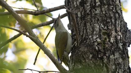 Küçük yeşil ağaçkakan
