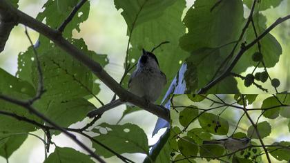 Kayın baştankarası