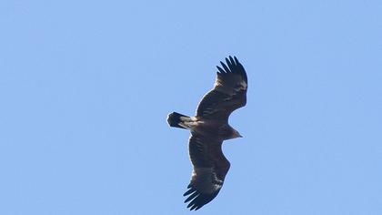 Büyük orman kartalı