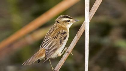 Kındıra kamışçını