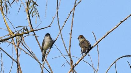 Karabaşlı ötleğen