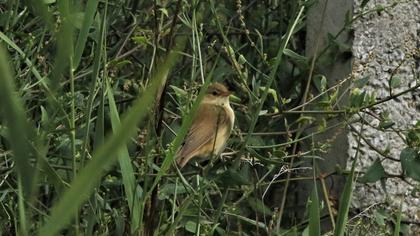 Çalı kamışçını