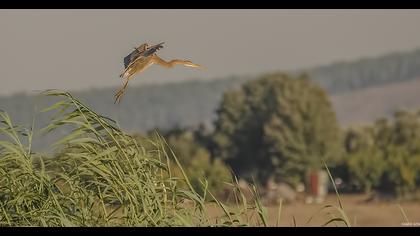 Erguvani balıkçıl