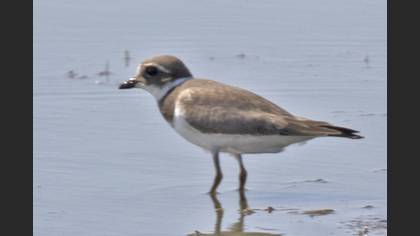 Common Ringed Plover