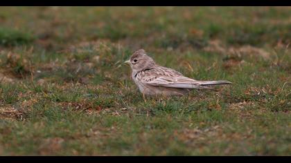 Türkistan çorak toygarı