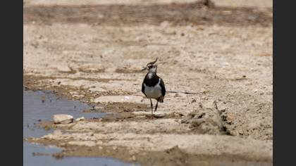 Northern Lapwing