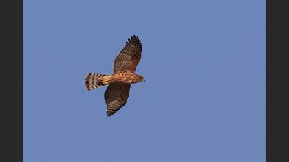 Northern Goshawk