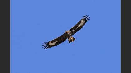 Golden Eagle