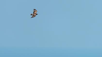 Küçük orman kartalı