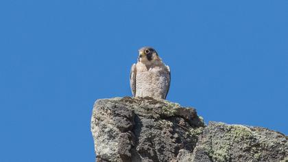 Peregrine Falcon