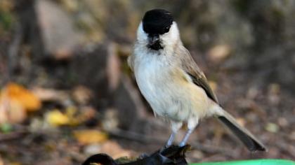 Kayın baştankarası