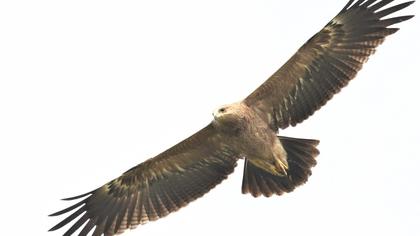 Küçük orman kartalı