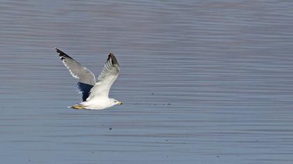 Van gölü martısı
