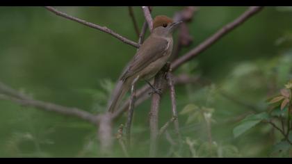 Eurasian Blackcap