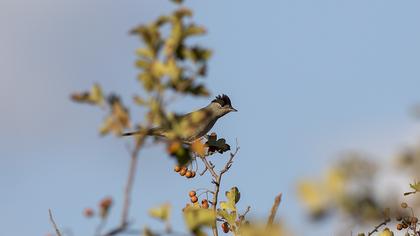 Eurasian Blackcap