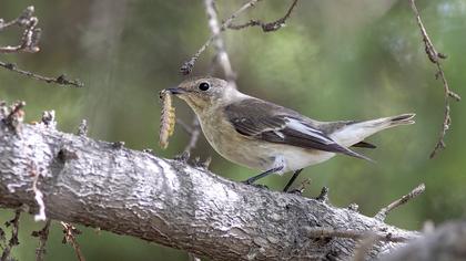Collared Flycatcher