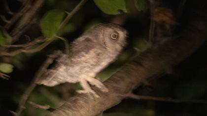 Eurasian Scops Owl