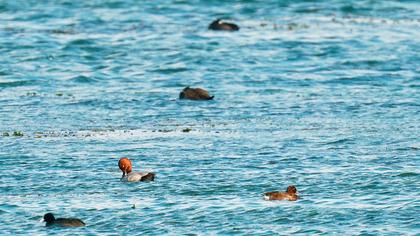 Ferruginous Duck