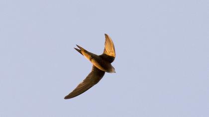 Pallid Swift