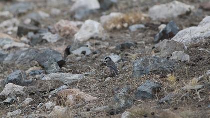 Akyanaklı baştankara