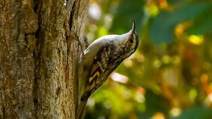 Bahçe tırmaşıkkuşu