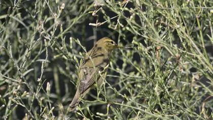Willow Warbler