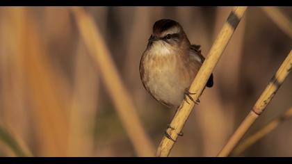 Bıyıklı kamışçın