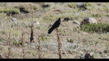 Sarıgagalı dağ kargası