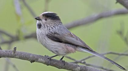 Uzunkuyruklu baştankara