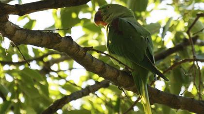 İskender papağanı