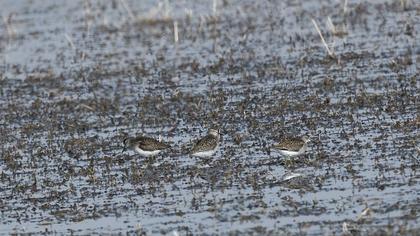 Orman düdükçünü